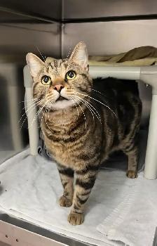 Lost brown tabby cat