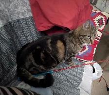 Lost brown tabby cat - Photo 2