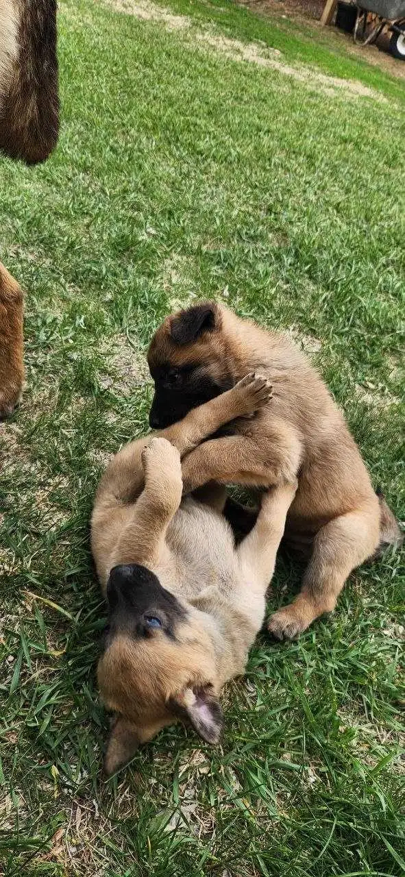 Belgian Malinois puppies