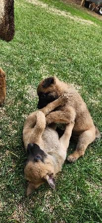 Belgian Malinois puppies