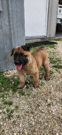 Belgian Malinois puppies - Photo 2