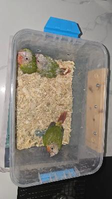conures heavy red - Photo 2