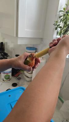 conures heavy red - Photo 4