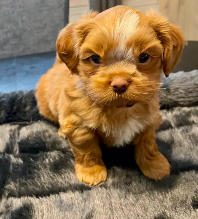 Handsome Male Shih Tzu Bichon Pup