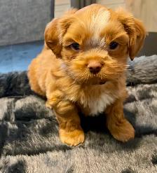 Handsome Male Shih Tzu Bichon Pup