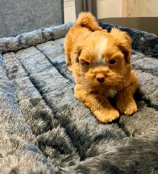 Handsome Male Shih Tzu Bichon Pup - Photo 2
