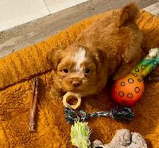 Handsome Male Shih Tzu Bichon Pup - Photo 3