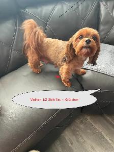 Handsome Male Shih Tzu Bichon Pup - Photo 4