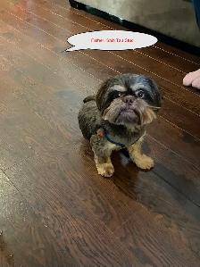 Handsome Male Shih Tzu Bichon Pup - Photo 5