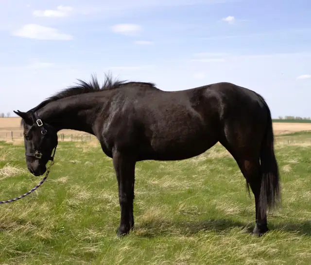 3 year old mare