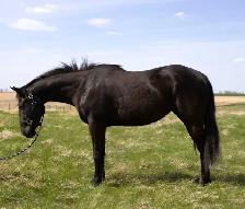 3 year old mare
