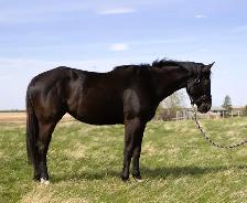 3 year old mare - Photo 2