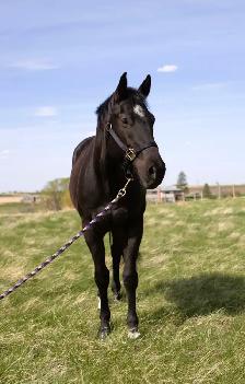 3 year old mare - Photo 3