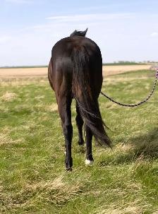 3 year old mare - Photo 4