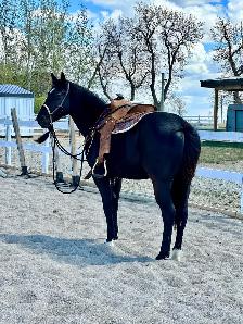 3 year old mare - Photo 5