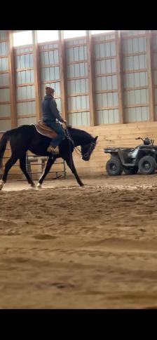3 year old mare - Photo 7
