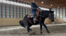 3 year old mare - Photo 8