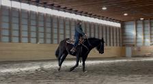 3 year old mare - Photo 9
