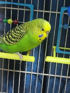 Bird Sitting - Photo 2