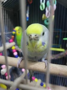 Bird Sitting - Photo 3