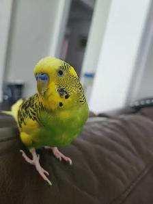 Bird Sitting - Photo 4