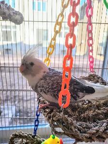 Bird Sitting - Photo 7