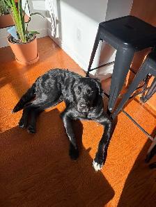 Labrador