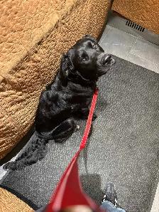 Labrador - Photo 2