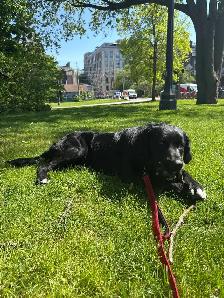 Labrador - Photo 3