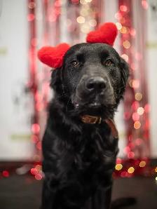 Labrador - Photo 4