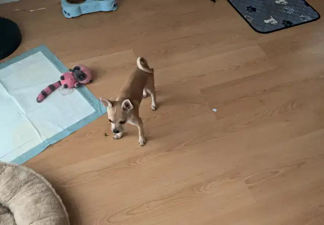 Chihuahua à vendre 500.00