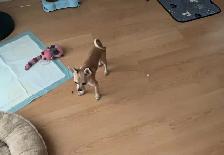 Chihuahua à vendre 500.00