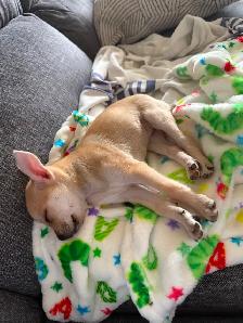 Chihuahua à vendre 500.00 - Photo 2