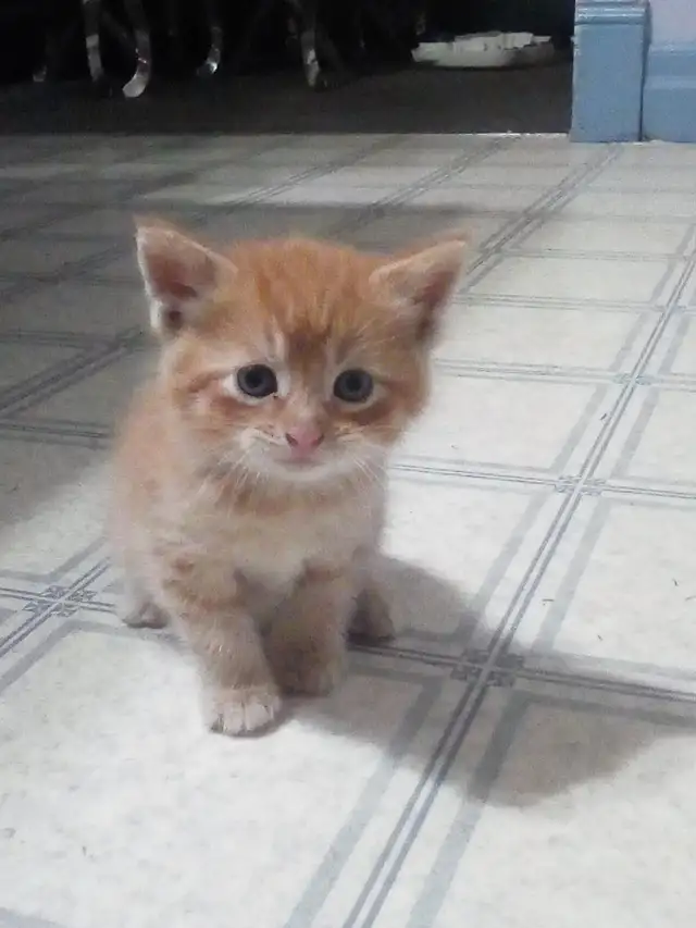 Kittens