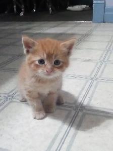 Kittens