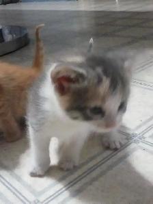 Kittens - Photo 2