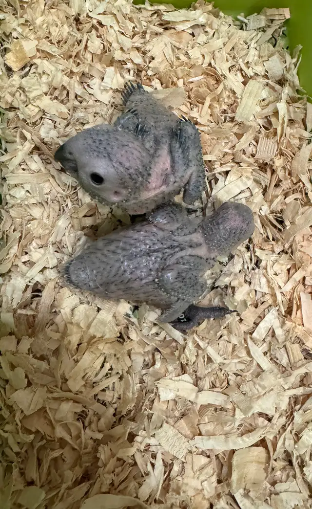 Conure babies for sale, (Green cheek)