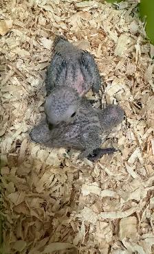 Conure babies for sale, (Green cheek) - Photo 2