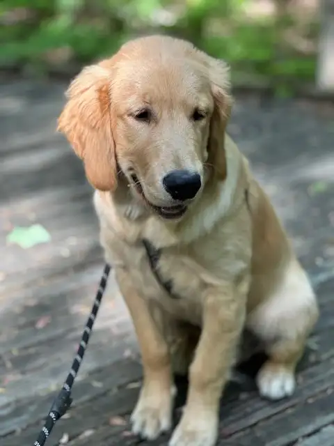 GOLDEN RETRIEVER (chiot-Mâle)