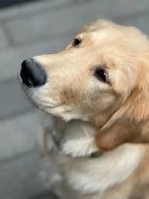 GOLDEN RETRIEVER (chiot-Mâle) - Photo 2