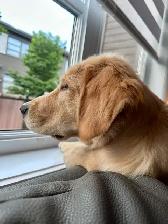 GOLDEN RETRIEVER (chiot-Mâle) - Photo 3