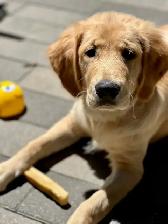 GOLDEN RETRIEVER (chiot-Mâle) - Photo 4