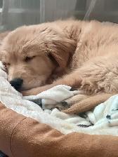 GOLDEN RETRIEVER (chiot-Mâle) - Photo 5
