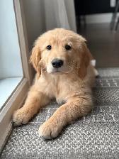 GOLDEN RETRIEVER (chiot-Mâle) - Photo 6