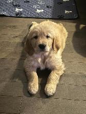 GOLDEN RETRIEVER (chiot-Mâle) - Photo 7