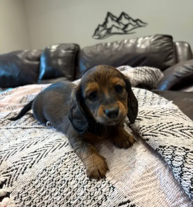 Mini long haired dachshunds