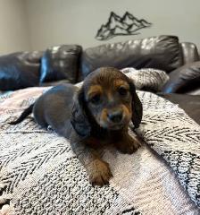 Mini long haired dachshunds