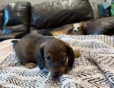 Mini long haired dachshunds - Photo 2