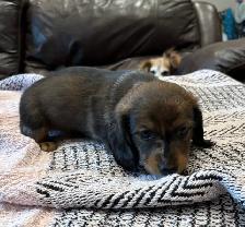 Mini long haired dachshunds - Photo 3
