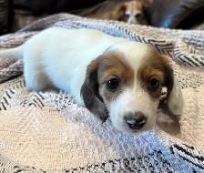 Mini long haired dachshunds - Photo 4